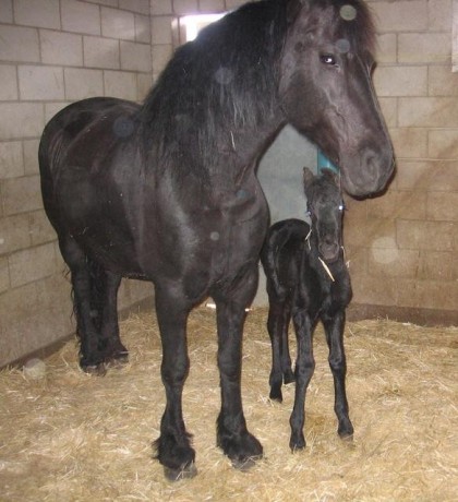 mf_224839635_e555cdda708f5db2f3a2bc01b40c6993